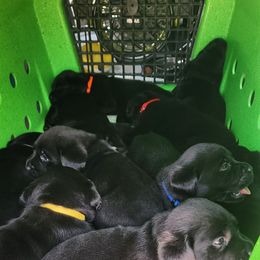 Labrador Retriever Puppies from Steele Caliber Retrievers