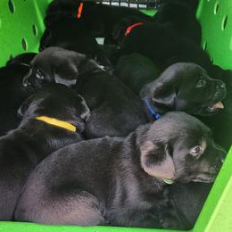 Labrador Retriever Puppies from Steele Caliber Retrievers