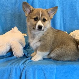 Pembroke Welsh Corgi Puppies from GSF Pembroke Welsh Corgis