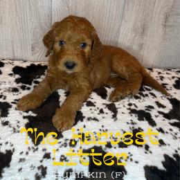Pumpkin - Red  female Goldendoodle puppy in Houston, Texas from Golden Life Doodles