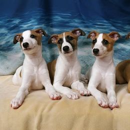 "2020 Gavel ex Phishbelly (Guppy far left lives here)" Whippet Puppies from SaeSi Kennels