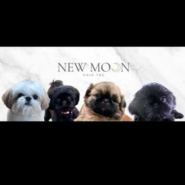 Stunning Ava - Liver female Shih Tzu puppy in Galveston, Texas from 🌗 New Moon Shih Tzu 🌗