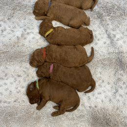 Goldendoodle Puppies from Golden Light Doodles