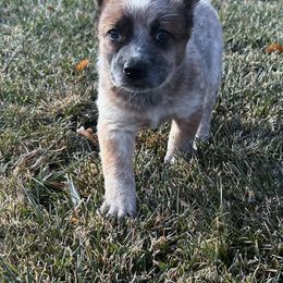 Australian Cattle Dog Puppies from Christensen Heelers