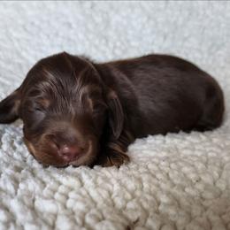 Hatch (orange collar) - Chocolate and tan male Dachshund puppy in Anaconda, Montana from Williams Family Dachshunds