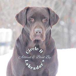 Rossi  - Labrador Retriever