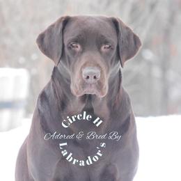 Rossi  - Labrador Retriever