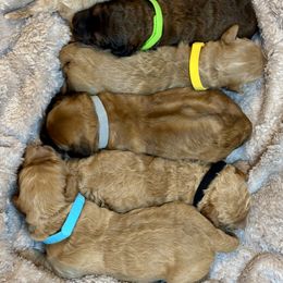 Saint Berdoodle puppies from Whisky Paws Saint Berdoodles and Poodle Pups