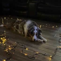 Remi - Miniature Australian Shepherd
