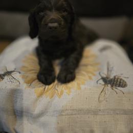 Boykin Spaniel, English Springer Spaniel, and Rat Terrier Puppies from 31 Pines Kennels