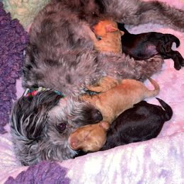 Aussiedoodle, Cavapoo, and Poodle Puppies from Perkins Pups