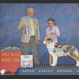 Australian Shepherd Puppies from Sweet Magnolia Aussies