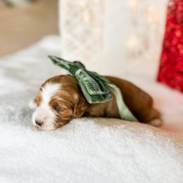 Kevin - Red  male Goldendoodle puppy in Sterling, Illinois from Charley's Goldendoodles