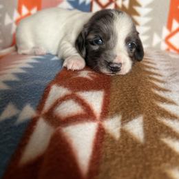 Mork - Piebald male Dachshund puppy in Temple, Texas from Brit’s Doxie Crossing