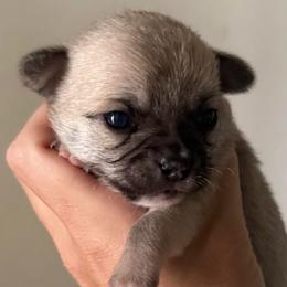 Marv - Fawn male Chihuahua puppy in Spring Hill, Florida from Stardom Chihuahuas & CKCS