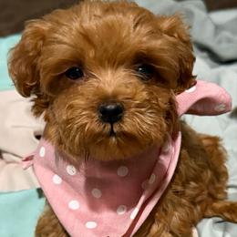 Lucy Lou - Apricot female Goldendoodle puppy in Centralia, Missouri from Oodles Of Doodles Mo.