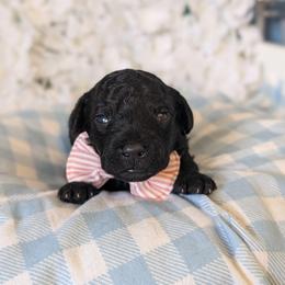 John Snow - Black male Goldendoodle puppy in Rockledge, Florida from Bellady's Shihpoos