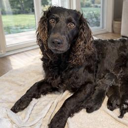 Boykin Spaniels from Hickory Hills Boykin Spaniel