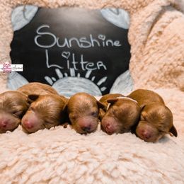 Poodle Puppies from Poodle Avenue