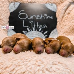 Poodle Puppies from Poodle Avenue