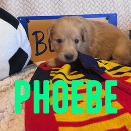 Phoebe - Golden female Golden Retriever puppy in Salt Lake City, Utah from Soaring golden retrievers