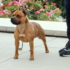 Staffordshire Bull Terriers from Shortyrock Staffordshire Bull Terriers