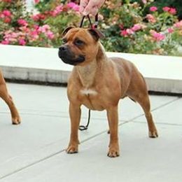 Staffordshire Bull Terriers from Shortyrock Staffordshire Bull Terriers
