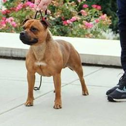Staffordshire Bull Terriers from Shortyrock Staffordshire Bull Terriers