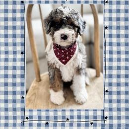 America - Blue merle female Bernedoodle puppy in Central, Arizona from Cotton Lane Puppies