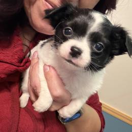 Maxwell - Black and white male Chihuahua puppy in New Bedford, Massachusetts from Roark Pack Chihuahua's & Pomsky's