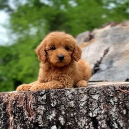 Goldendoodle Puppies from Texas Hill Country Doodles