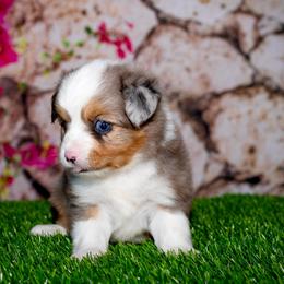 Nugget - Blue merle female Toy Australian Shepherd puppy in Georgetown, Texas from Minikin Manor