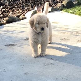 Golden Retriever Puppies from Insignia Goldens
