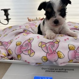 SD99Biewers Poppy H - Black tan and white female Biewer Terrier puppy in Lebanon, Oregon from SD99Biewers