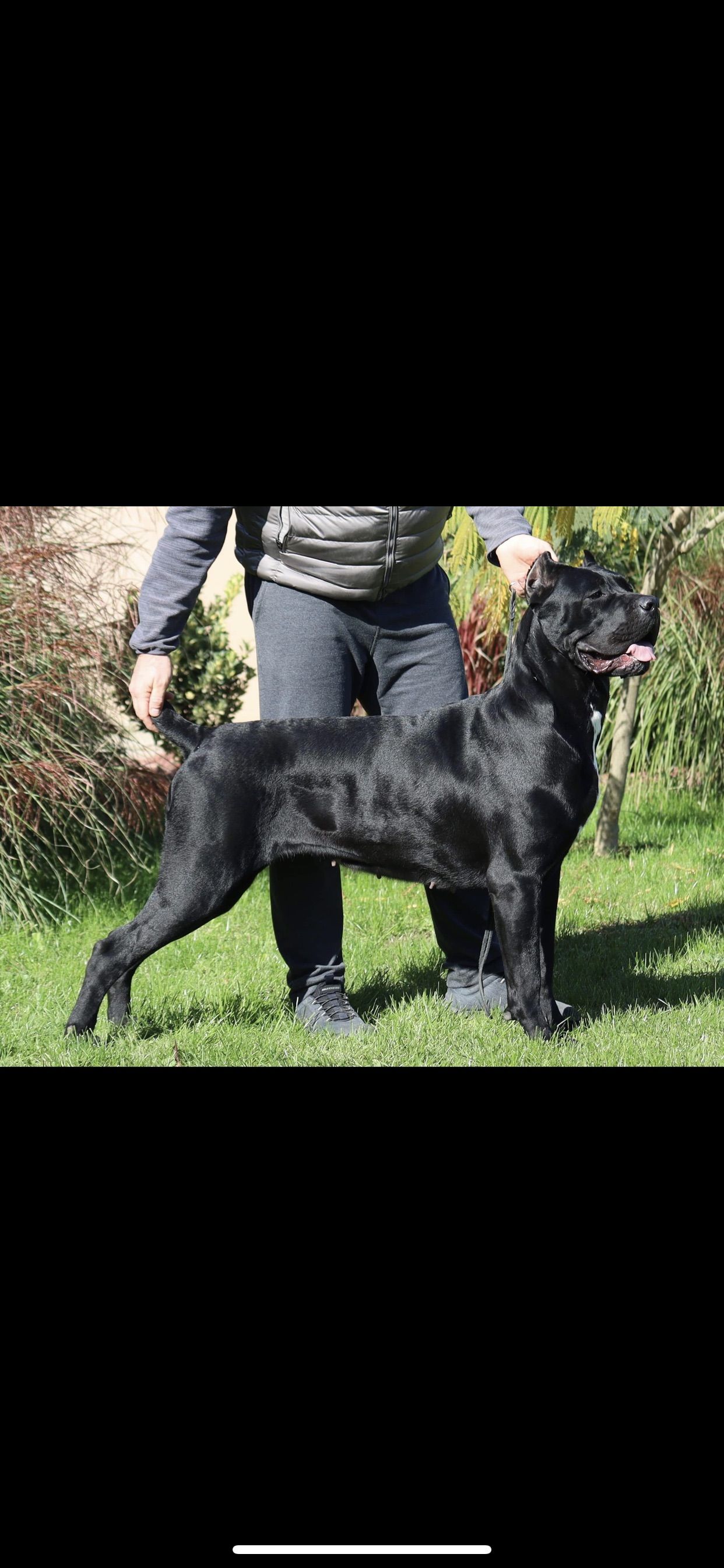 Cane Corso Price Near New Jersey at Francis Gilbert blog