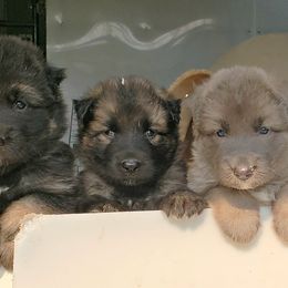 German Shepherd Puppies from Sprague's German Shepherds