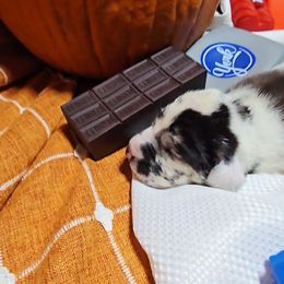 Glinda - Harlequin female Great Dane puppy in Gainesville, Florida from Your Cuddly Companions