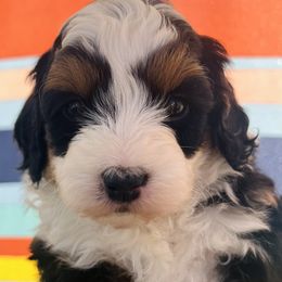 Bernedoodles from Burbank Bernedoodles