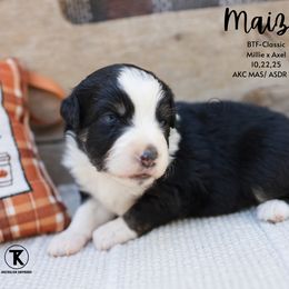 Maizie - Black tri female Miniature American Shepherd puppy in Nacogdoches, Texas from TK Standard, Mini, & Toy Aussies
