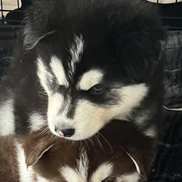 Alaskan Husky puppies from Jones Alaskan Huskies