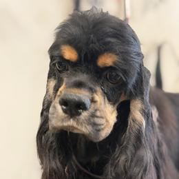 Norra - Cocker Spaniel