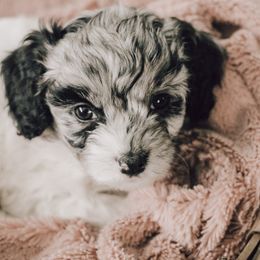 Cavapoo Puppies from The Cuddle Cavapoo Co.