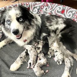 Arrow - Miniature Australian Shepherd