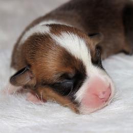 Darling - Red female Pembroke Welsh Corgi puppy in Akeley, Minnesota from Northwynd Corgis