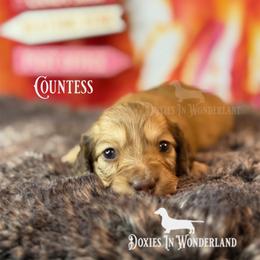 Countess - Cream female Dachshund puppy in Rainier, Oregon from Doxies in Wonderland