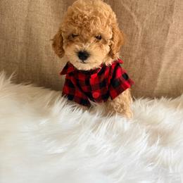 Leo - Apricot male Poodle puppy in Apex, North Carolina from Happy puppies