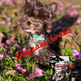 Charlie - Yorkshire Terrier