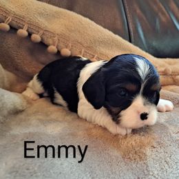 Emmy - Tri-color Cavalier King Charles Spaniel puppy in Mohnton, Pennsylvania from Maple Grove Cavaliers