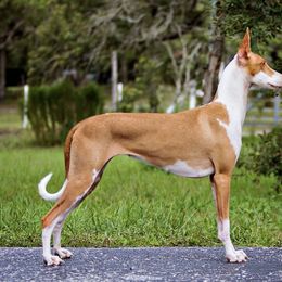 Seti - Ibizan Hound