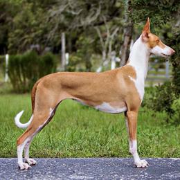 Seti - Ibizan Hound